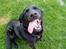 Labrador retriever Tøsen *Formel 1*