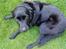 Labrador retriever Tøsen *Formel 1*