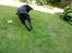 Labrador retriever Tøsen *Formel 1*