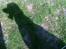 Labrador retriever Tøsen *Formel 1*