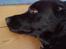 Labrador retriever Tøsen *Formel 1*