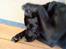 Labrador retriever Tøsen *Formel 1*