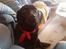 Labrador retriever Tøsen *Formel 1*