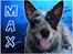 Australsk cattledog Max