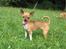 Chihuahua *~ Shika ~* R.I.P - Model-stilling! ;o)