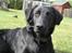 Blanding af racer Bonzo R.I.P :'( - <NYT>* Velkommen til min dejlige hund Bonzo (: