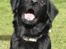 Blanding af racer Bonzo R.I.P :'( - <NYT>* Bonzo ser ´LIDT´ sjov ud (;