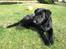Blanding af racer Bonzo R.I.P :'( - <NYT>* Bonzo chiller ;D