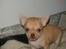 Chihuahua Jayla