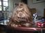 Shih tzu Ludwig. RIP ! - Hej, jeg hedder Ludwig.    Velkommen til min profil :D <3
