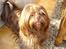 Shih tzu Ludwig. RIP ! - Er jeg ikke bare sød :)