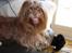Shih tzu Ludwig. RIP ! - Så lægger man lige og nyder livet lidt :)