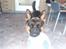 Schæferhund Buller R.I.P. - hej og velkommen til skønne Bullers profil.