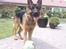 Schæferhund Buller R.I.P.
