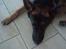 Schæferhund Buller R.I.P. - bebe!!!