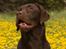 Labrador retriever Aimee