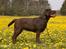 Labrador retriever Aimee