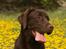 Labrador retriever Aimee