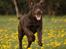 Labrador retriever Aimee