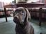 Labrador retriever Aimee