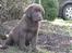 Labrador retriever Aimee