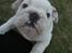 Engelsk bulldog Douglas  - Nyeste skud på stammen :)