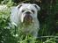 Engelsk bulldog Douglas 