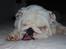 Engelsk bulldog Douglas  - Douglas tager sig lige en lur 