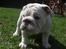 Engelsk bulldog Douglas 