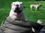 Engelsk bulldog Douglas 