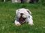 Engelsk bulldog Douglas 