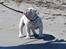 Engelsk bulldog Douglas  - Douglas på strandtur