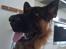 Schæferhund Buller R.I.P.