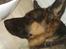 Schæferhund Buller R.I.P.
