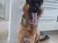 Schæferhund Buller R.I.P. - gab!!!!!!!!!!! hvor kedeligt...