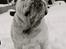 Engelsk bulldog Douglas  - Vinter 2010