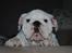 Engelsk bulldog Douglas 