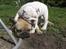 Engelsk bulldog Douglas 
