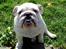 Engelsk bulldog Douglas 