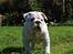 Engelsk bulldog Douglas 