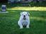 Engelsk bulldog Douglas 