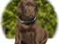 Labrador retriever Ciano