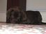 Labrador retriever Ciano