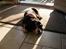 Grosser schweizer sennenhund Grosser Stars Amanda - En lur i solen :)