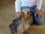 Yorkshire terrier Cookie