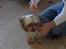 Yorkshire terrier Cookie
