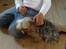 Yorkshire terrier Cookie