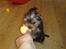 Yorkshire terrier Cookie