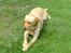 Labrador retriever Mitzi - rigtig dame med benene over kors