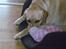 Labrador retriever Mitzi - jeg har ingen snude